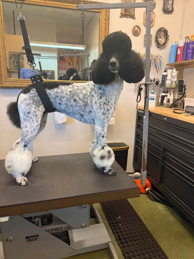 Lucky Dog Grooming