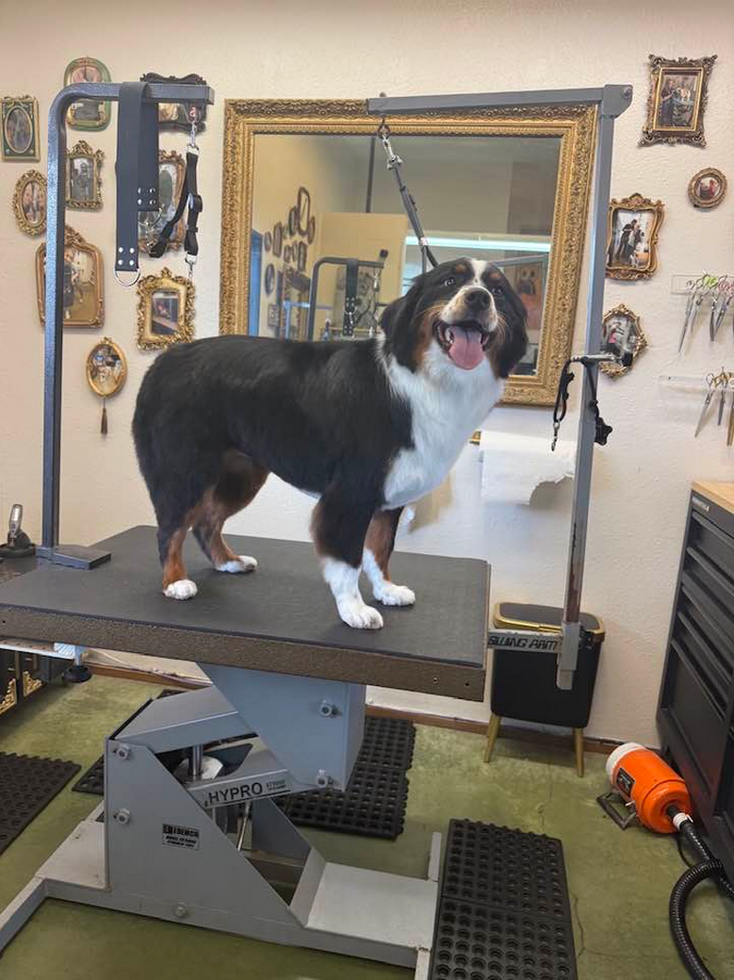 Lucky Dog Grooming