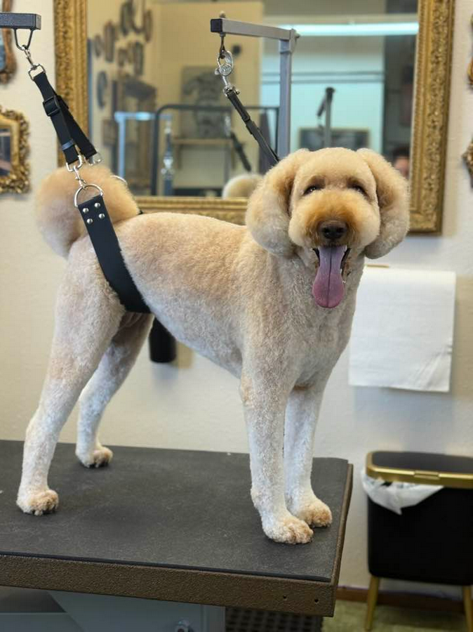 Lucky Dog Grooming