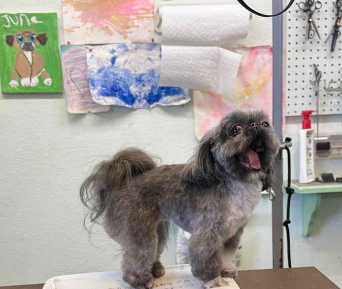 Lucky Dog Grooming