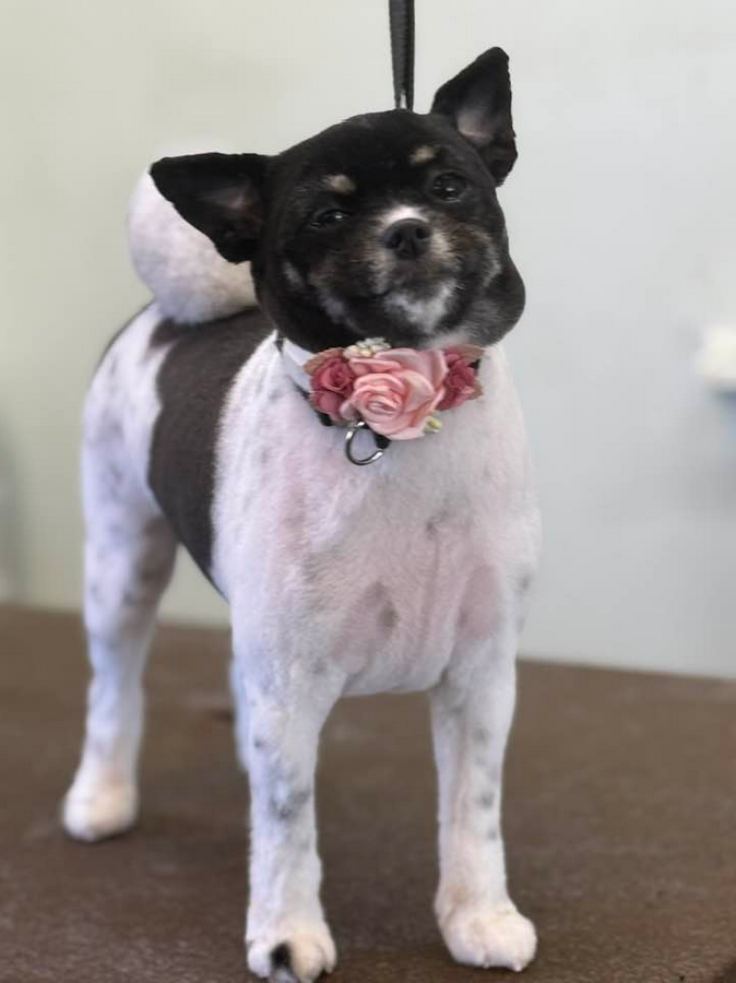 Lucky Dog Grooming