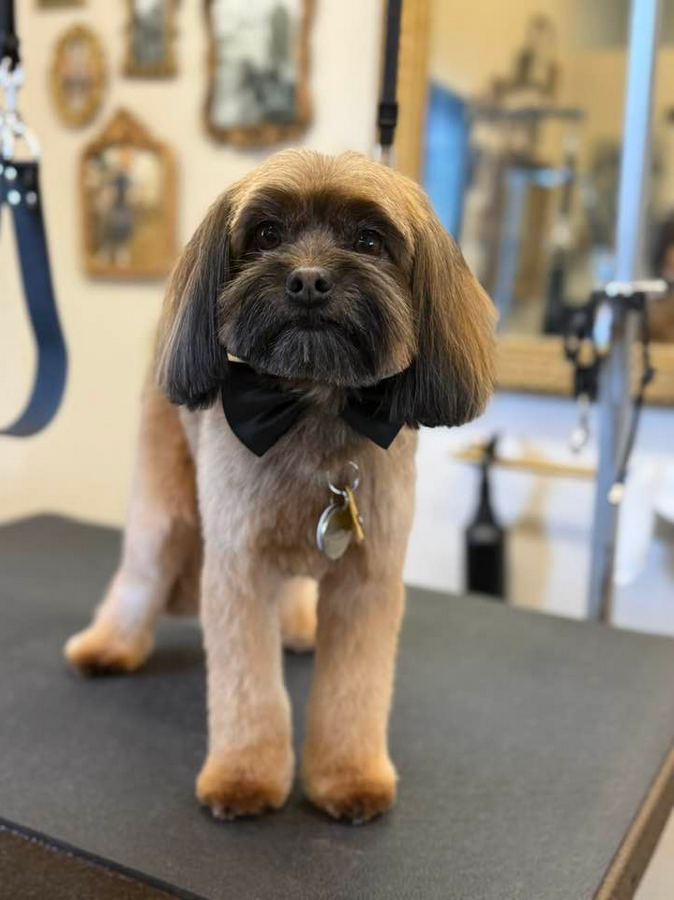 Lucky Dog Grooming