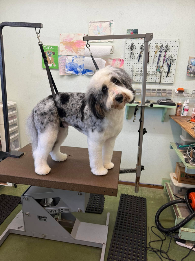 Lucky Dog Grooming