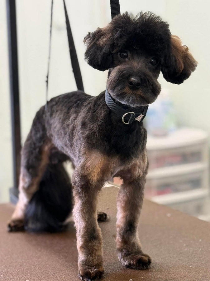 Lucky Dog Grooming