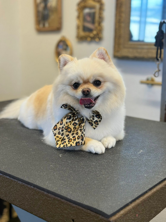 Lucky Dog Grooming