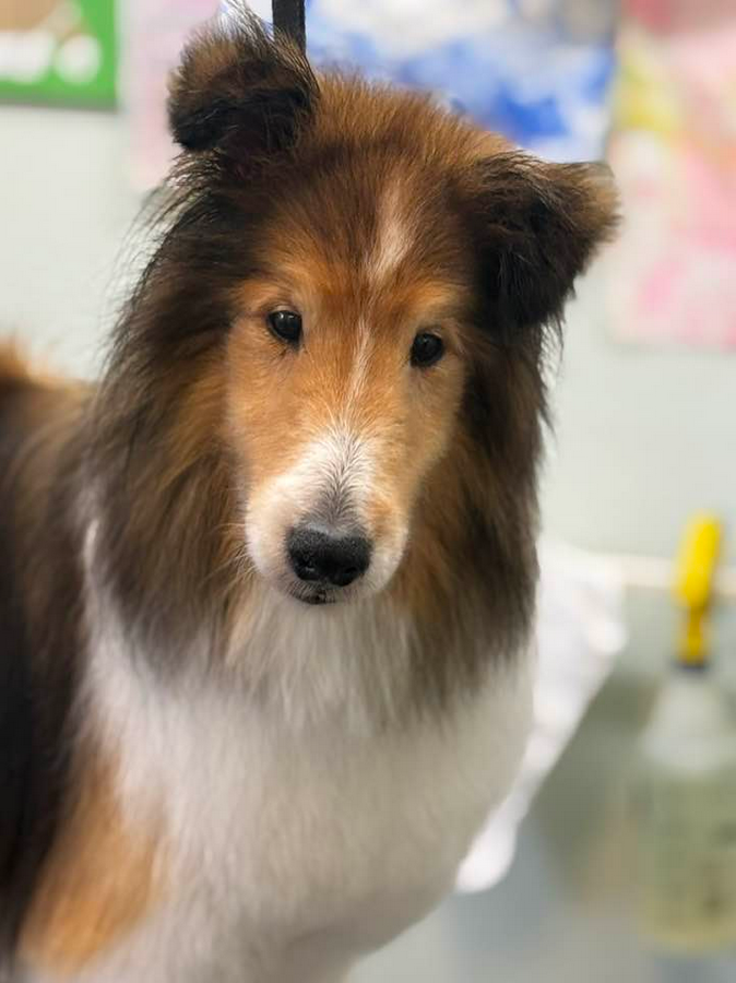 Lucky Dog Grooming