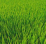 grass.jpg