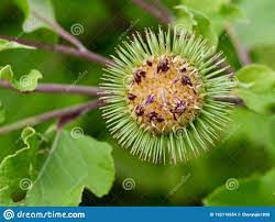 Thumbnail: Great Burdock Fruit (Niu Bang Zi)