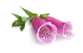 Thumbnail: Chinese Foxglove Root (Sheng di Huang)