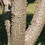 Thumbnail: Erythrina Bark (Hai Tong Pi)