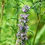 Thumbnail: Catnip [Japanese] (Jing Jie)