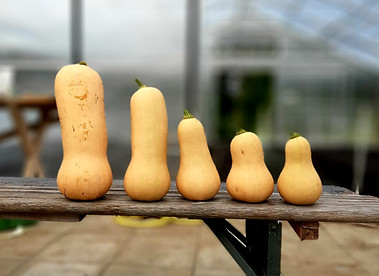 Butternut.jpg