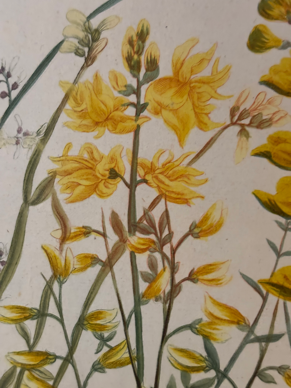 Thumbnail: A Set of 6 Unframed Yellow Weinmann Engravings