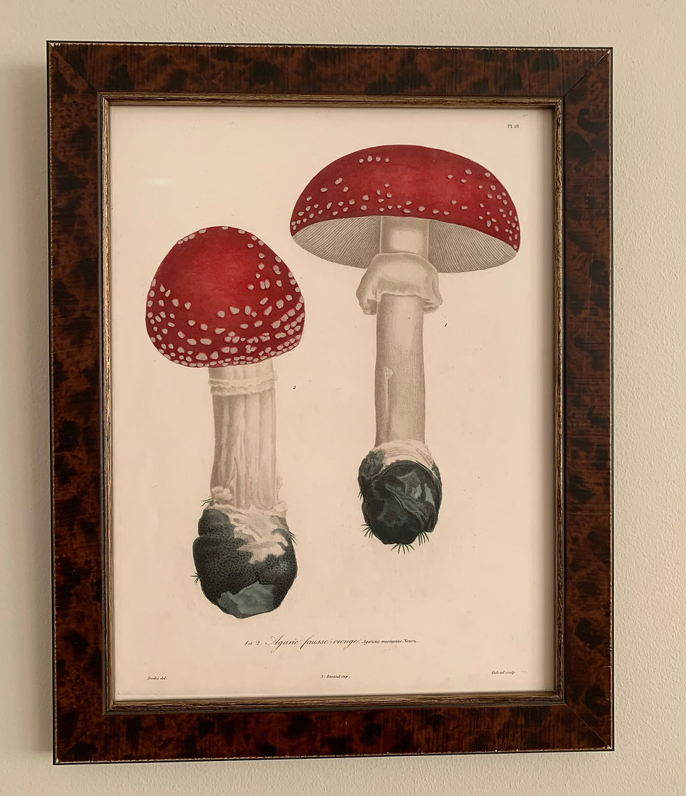 Thumbnail: Set of 9 - 19th Century Mushrooms