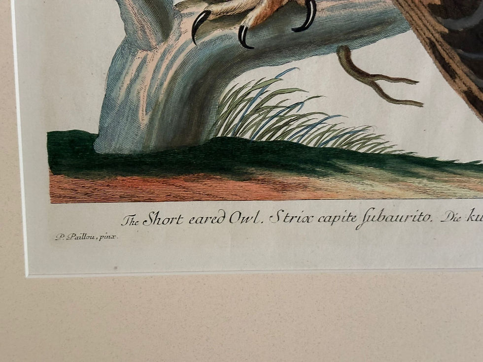 Thumbnail: Paillou Owl