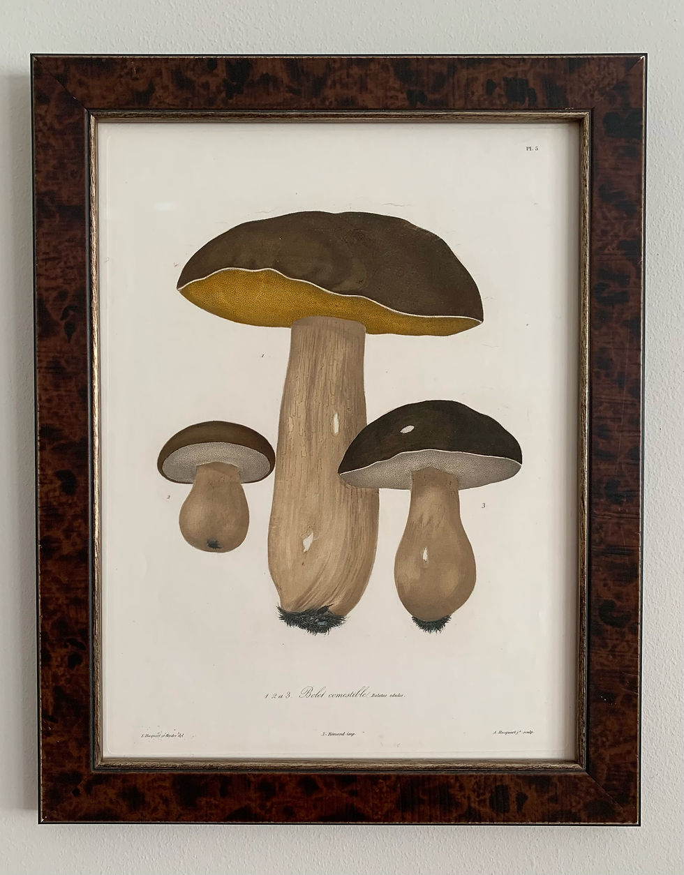 Thumbnail: Set of 9 - 19th Century Mushrooms