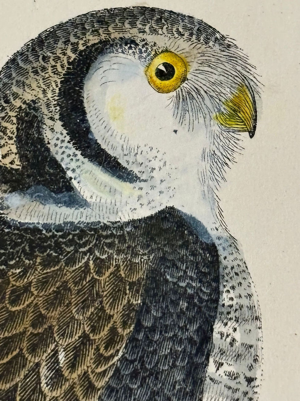 Thumbnail: Captain Brown Owl