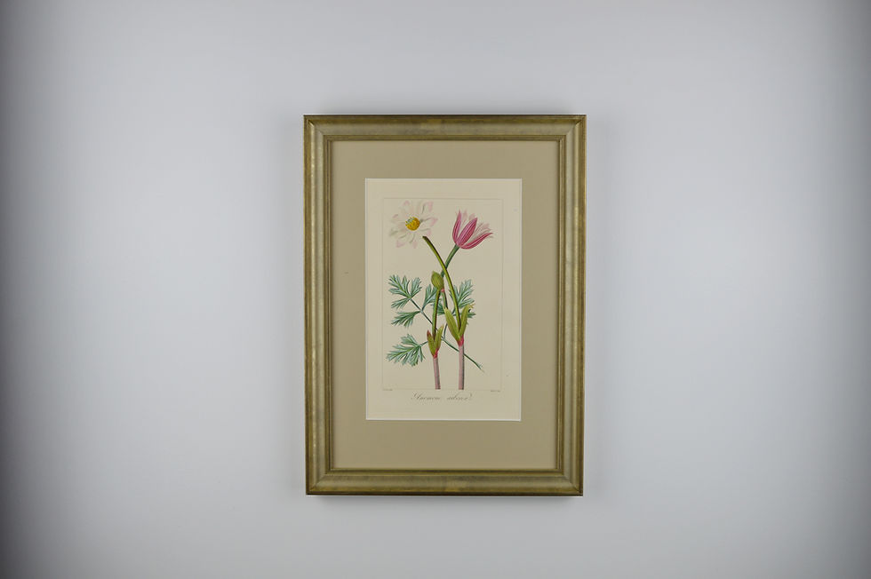 Thumbnail: 19th Century Botanical Engravings - Set of 6