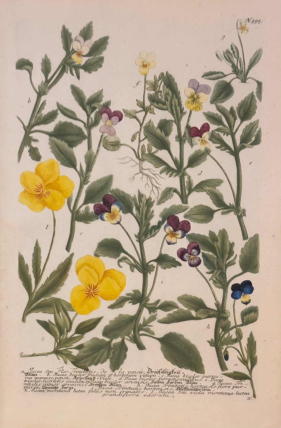 Thumbnail: A Set of 6 Unframed Yellow Weinmann Engravings