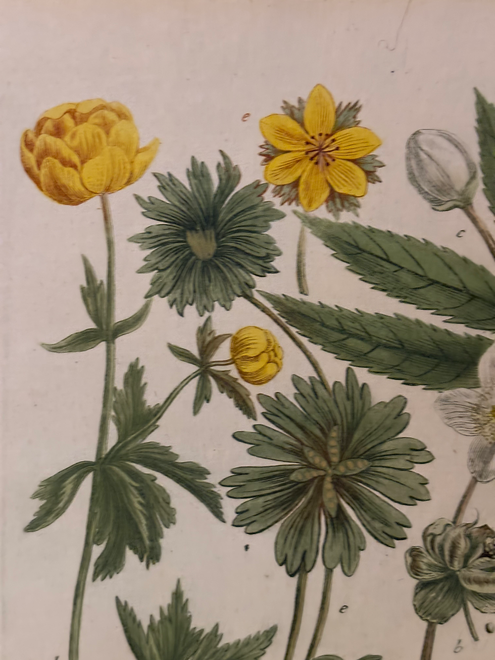 Thumbnail: A Set of 6 Unframed Yellow Weinmann Engravings