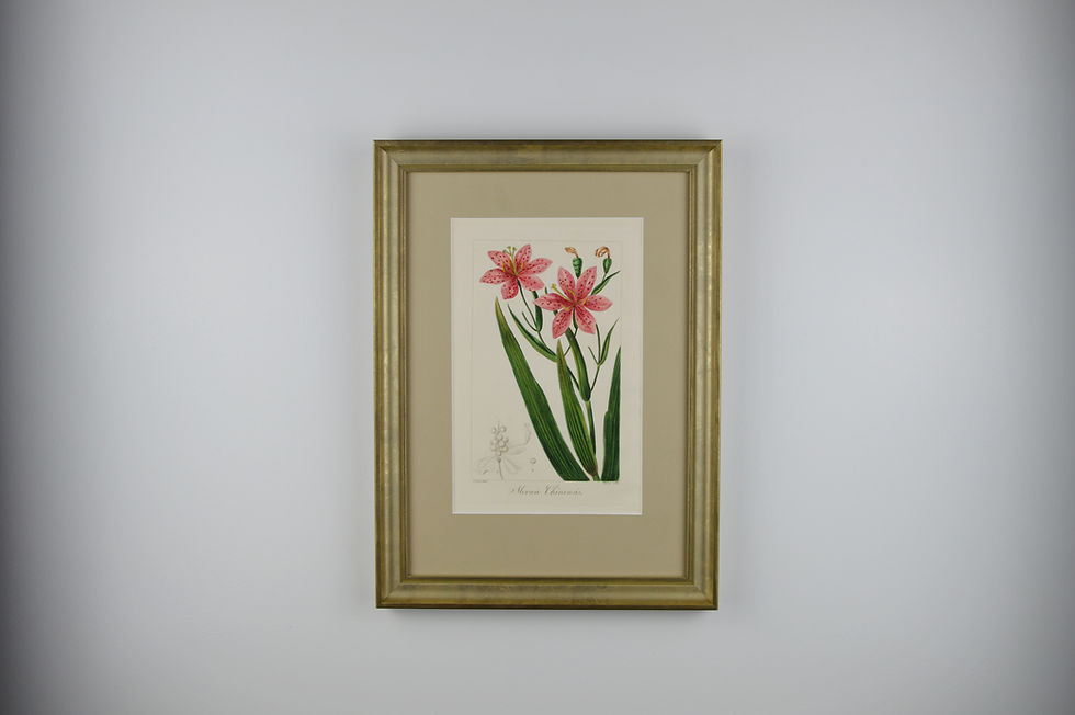 Thumbnail: 19th Century Botanical Engravings - Set of 6