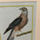 Thumbnail: Set of 4 - Martinet Birds of Prey