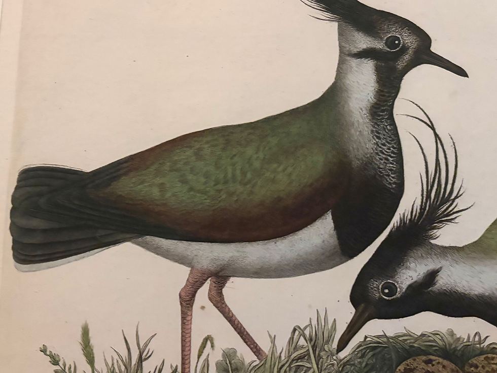 Thumbnail: Landscape Nozeman Lapwings