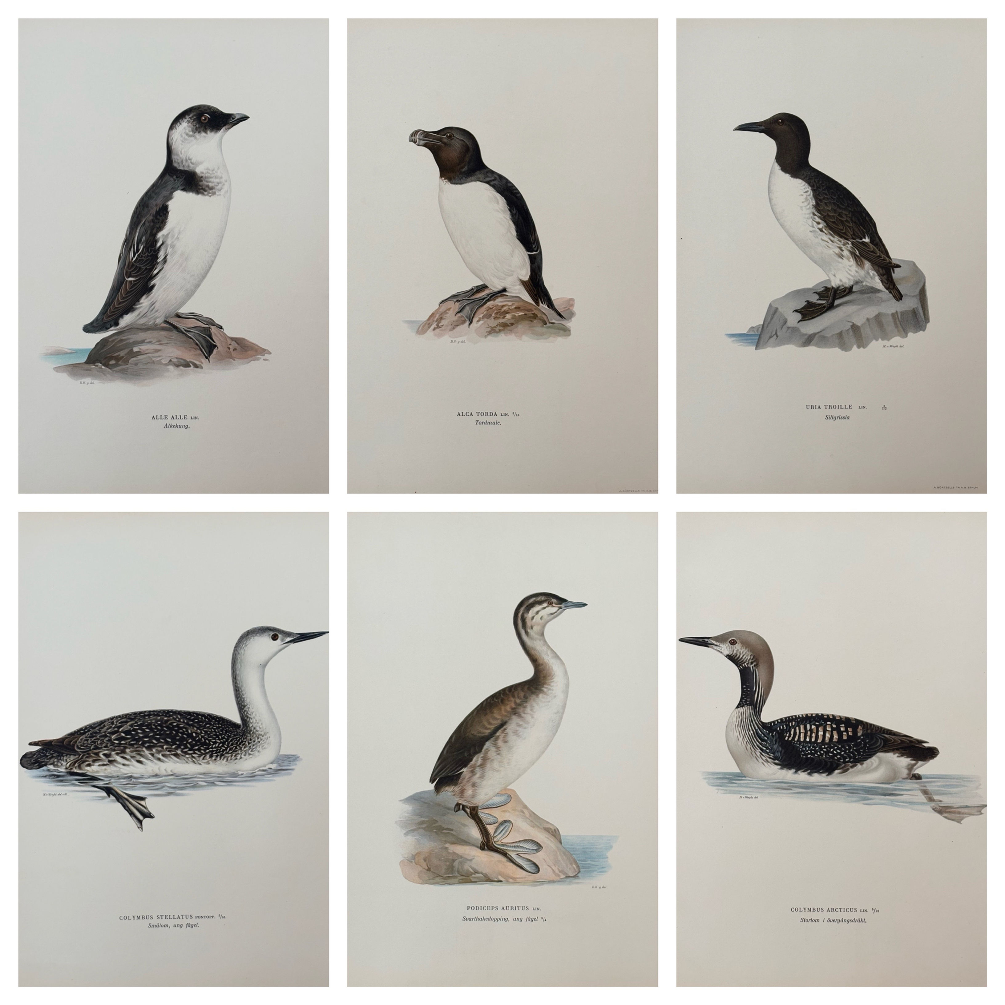 Unframed Von Wright Sea Birds
