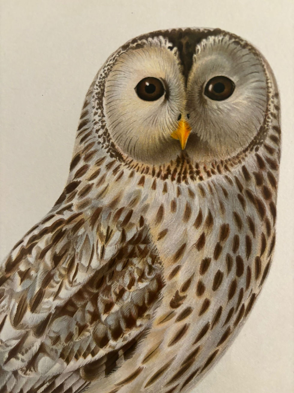 Thumbnail: Set of 4  Von Wright Owls