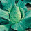 Thumbnail: Seed Cabbage Flower Of Spring