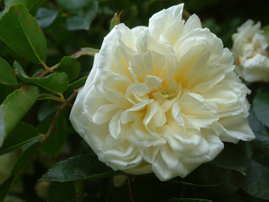 ROSE ALBERIC BARBIER  CL *