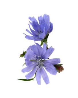 8. chicory.png