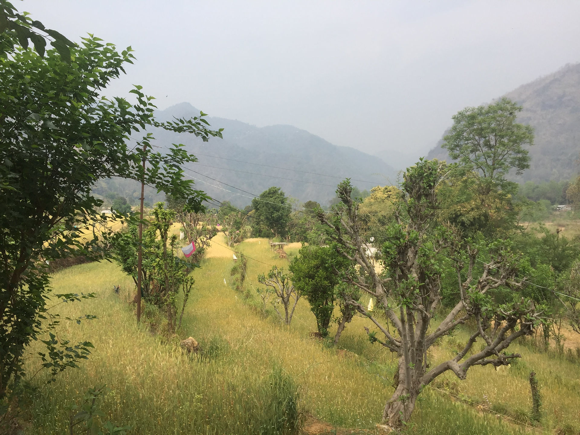 Fields in Uttarakhand