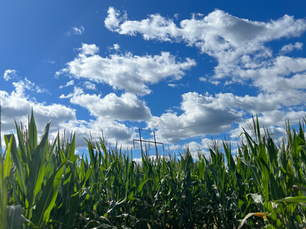 A rural corn field in Knoxville, TN