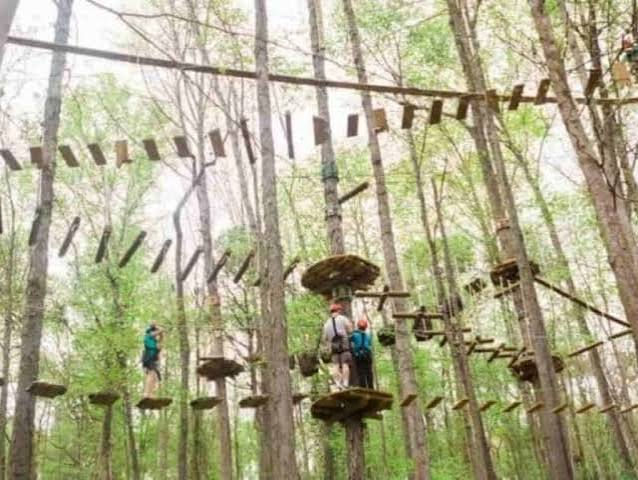 Treetop adventure course at Navitat Knoxville