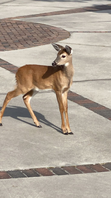 Fawn Comfort