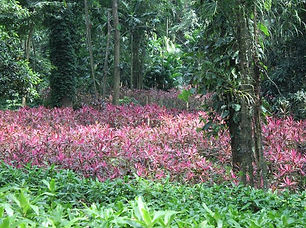 parque-de-la-exotica-flora-tropical-nues