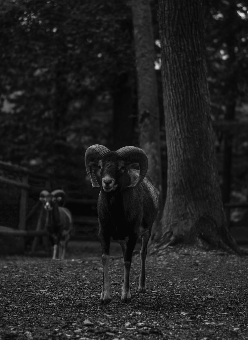 Animals in the Woods