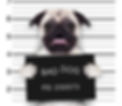 criminal mugshot of pug dog at police station holding placard , isolated on background_e