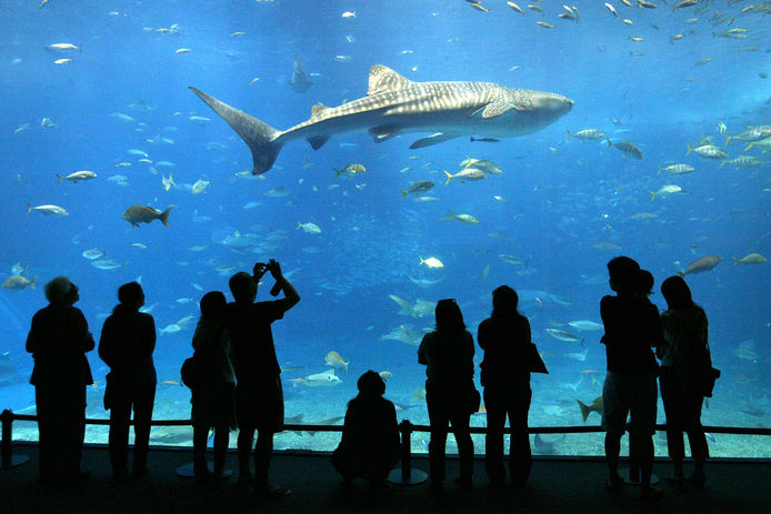 mystic aqurium.jpeg