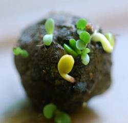 Seed Bombs - DIY