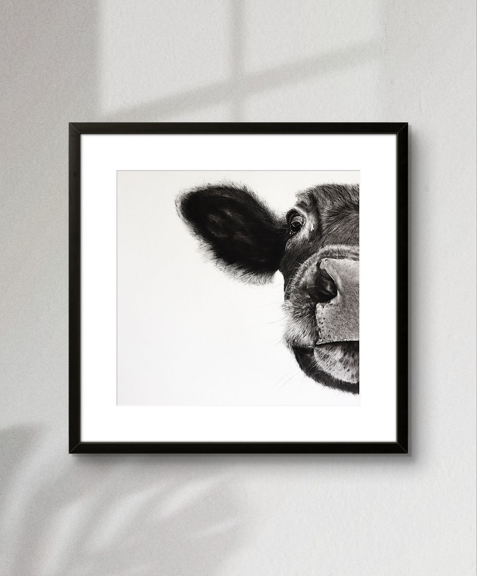 Limited edition print of a cow's face, drawn with charcoal and graphite. The artwork features only half of the cow's face, showcasing intricate details and texture in the fur, eyes, and nose, highlighting the contrast between the dark charcoal and lighter graphite shading