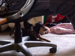 My Little, spoiled rotten Thor