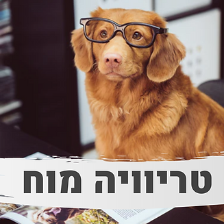 טריוויה מוח.png
