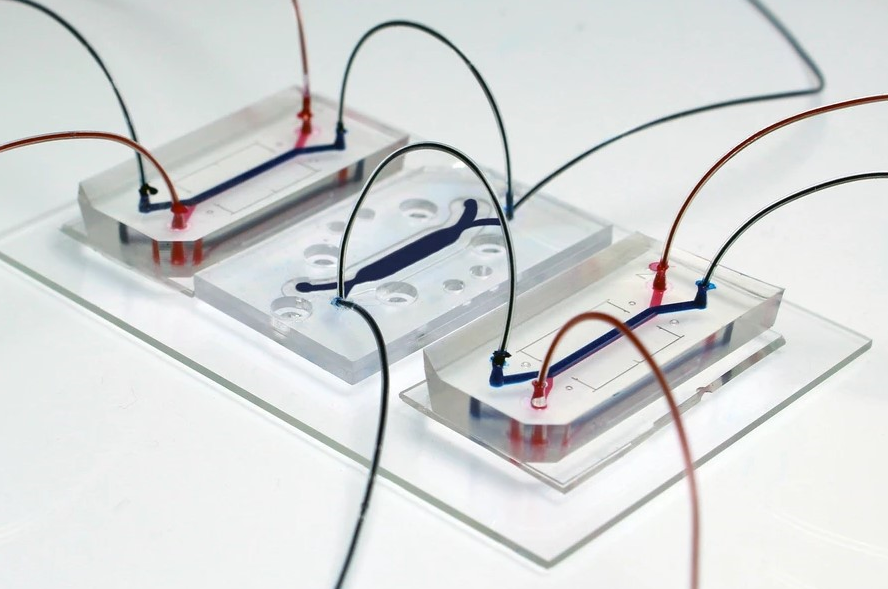 "Organs on chip" מתוך אתר המעבדה של בן מעוז.