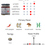 Thumbnail: Miyazaki Black Garlic Chilli Oil