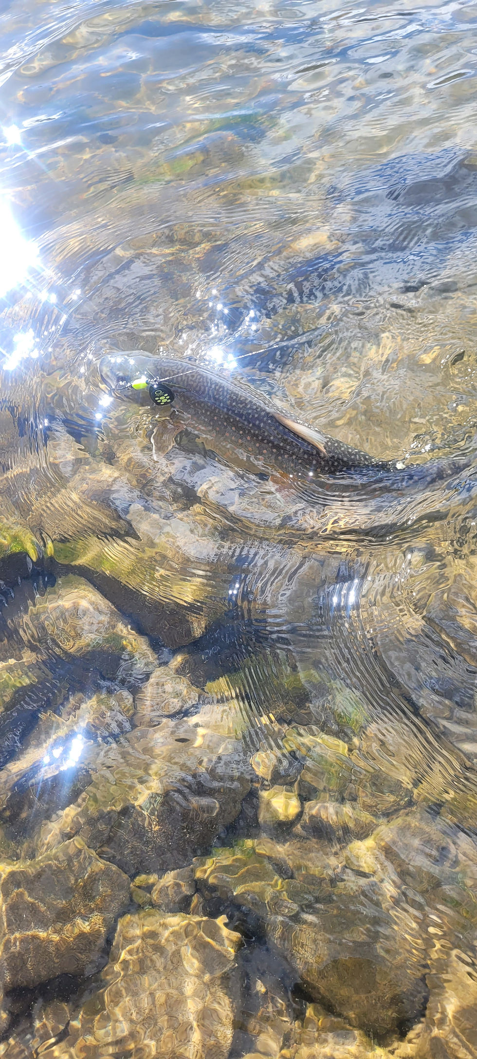 Thumbnail: Fierce Fury