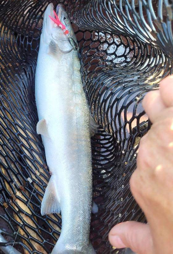 Thumbnail: Hoochie spinner for Kokanee and other salmon