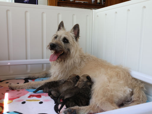 Ardennes Litter Announcement