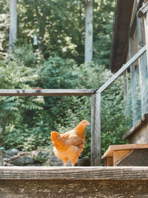 Buff Orphington Chicken